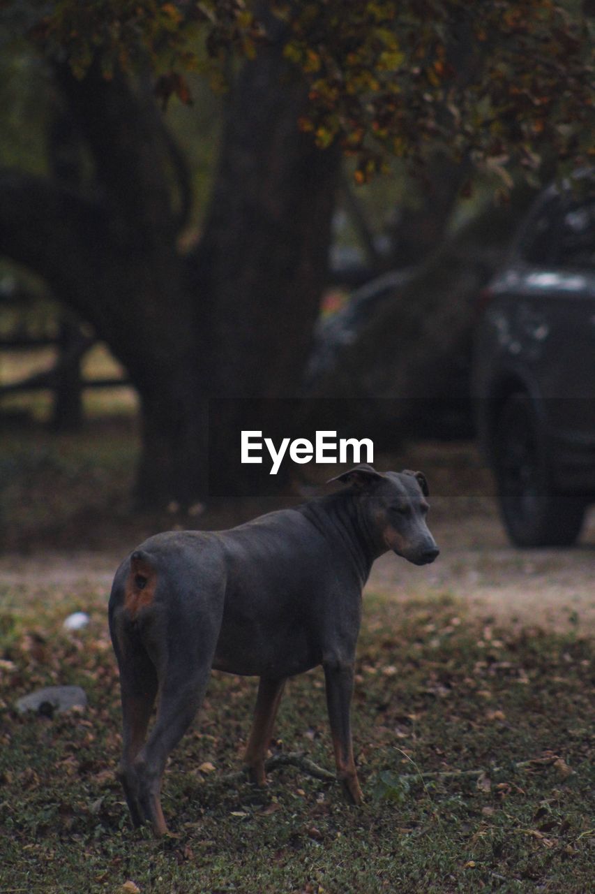 animal themes, animal, mammal, dog, one animal, pet, car, domestic animals, land vehicle, tree, plant, nature, full length, animal wildlife, vehicle, no people, wheel, day, canine, wildlife, autumn, standing, outdoors, side view, land