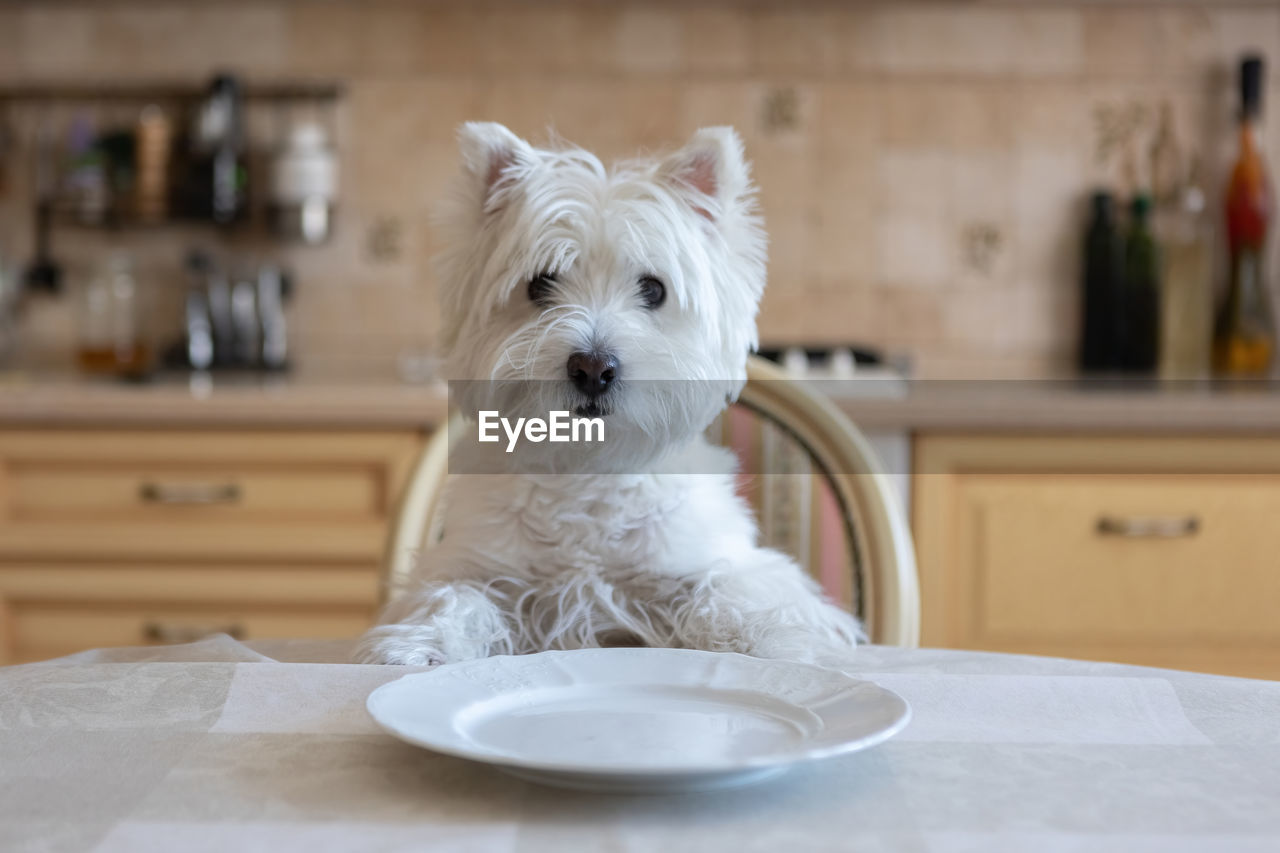 White dog west white terrier sits at the dining table in the kitchen in front of an empty plate