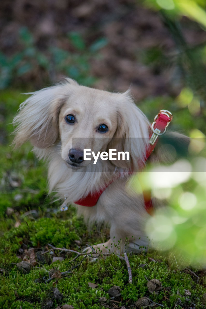 Portrait of dog in woods