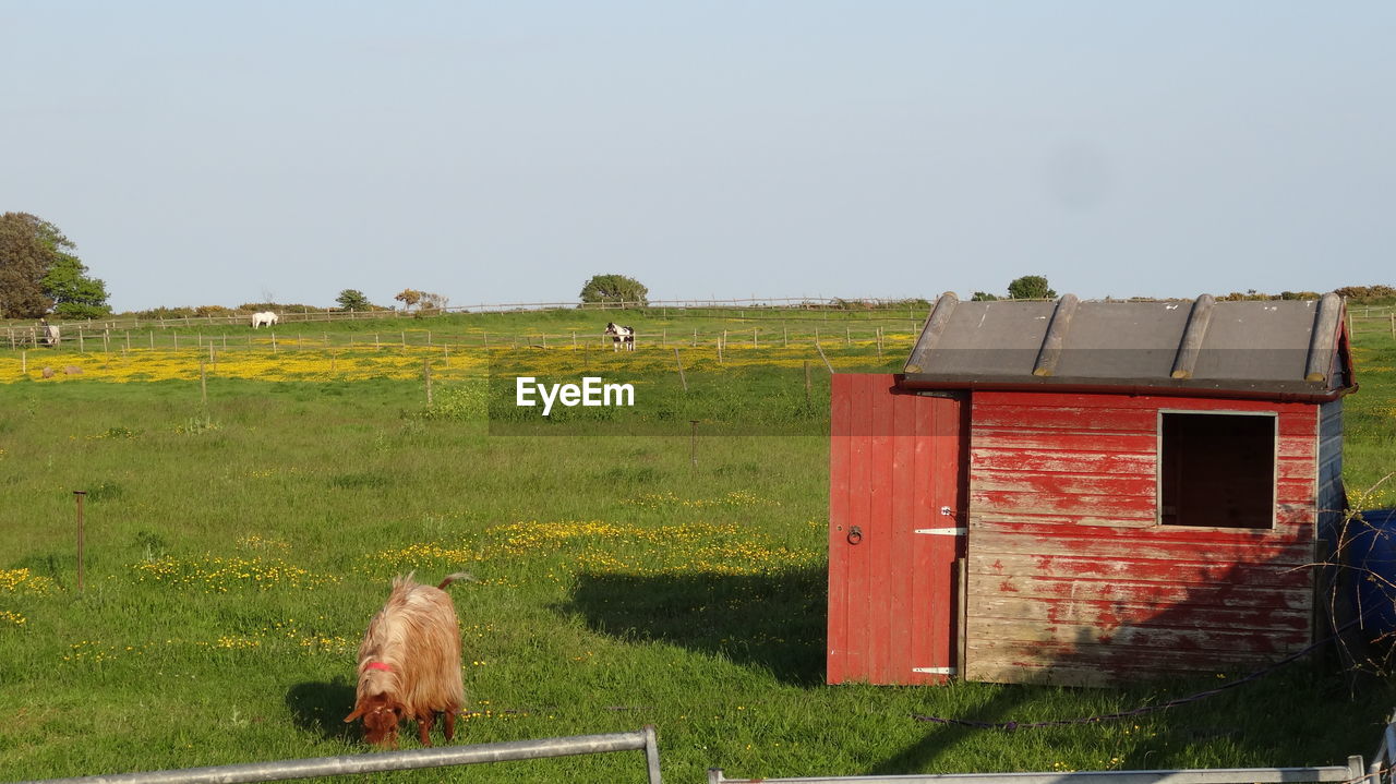 HOUSES ON FIELD AGAINST CLEAR SKY