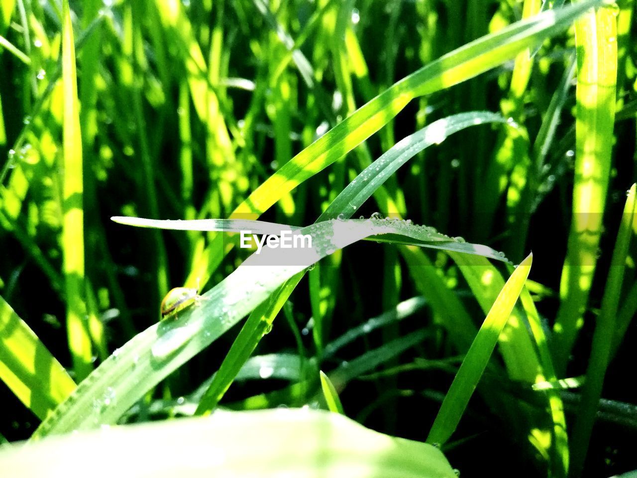 CLOSE-UP OF WATER DROPS ON GRASS