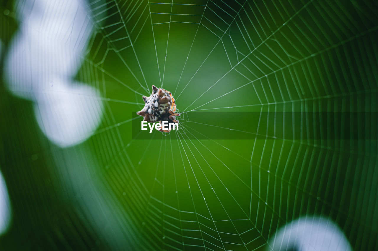 Spider on the web with green background.