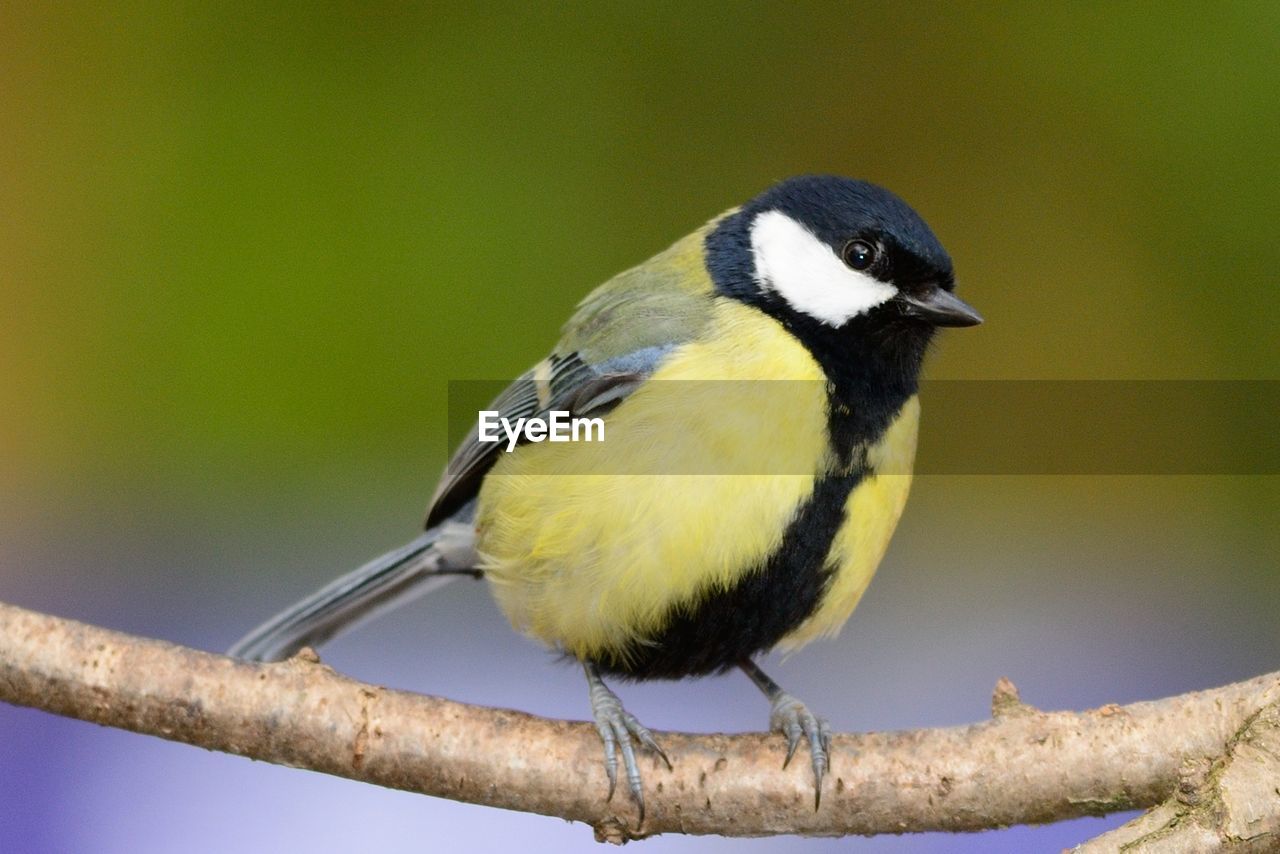 Close-up of bird perching on branch