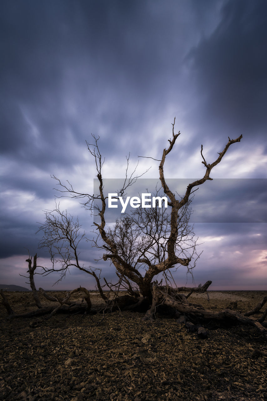 Bare tree on landscape against sky
