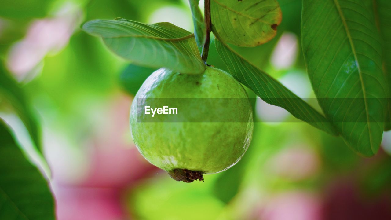 CLOSE-UP OF FRUIT GROWING ON TREE