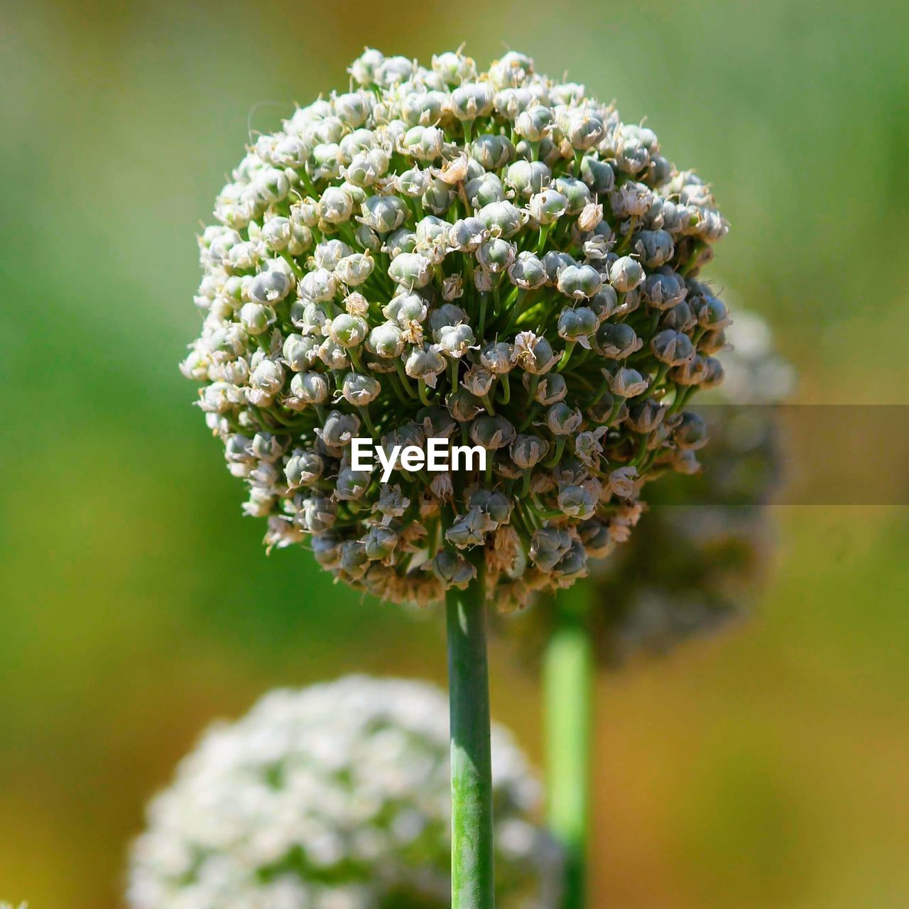 CLOSE-UP OF WHITE FLOWERING PLANTS