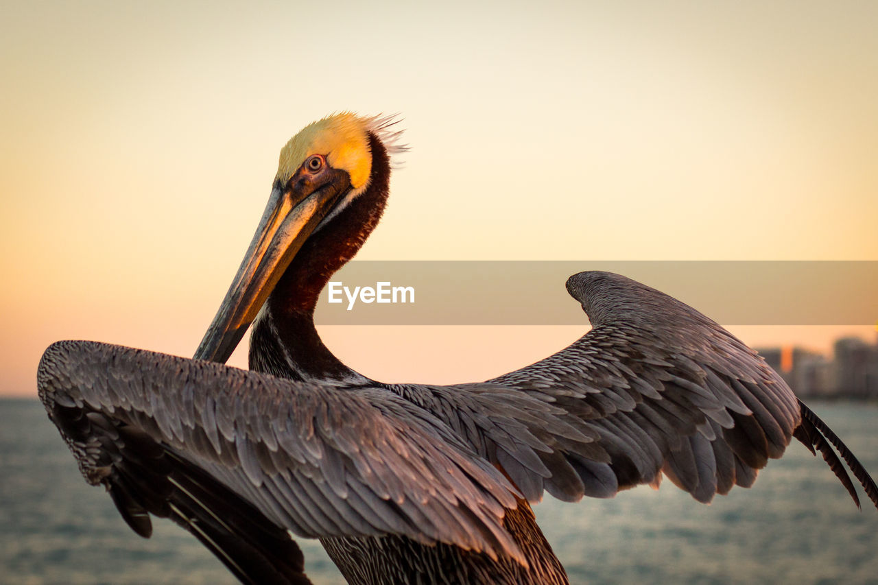 CLOSE-UP OF PELICAN