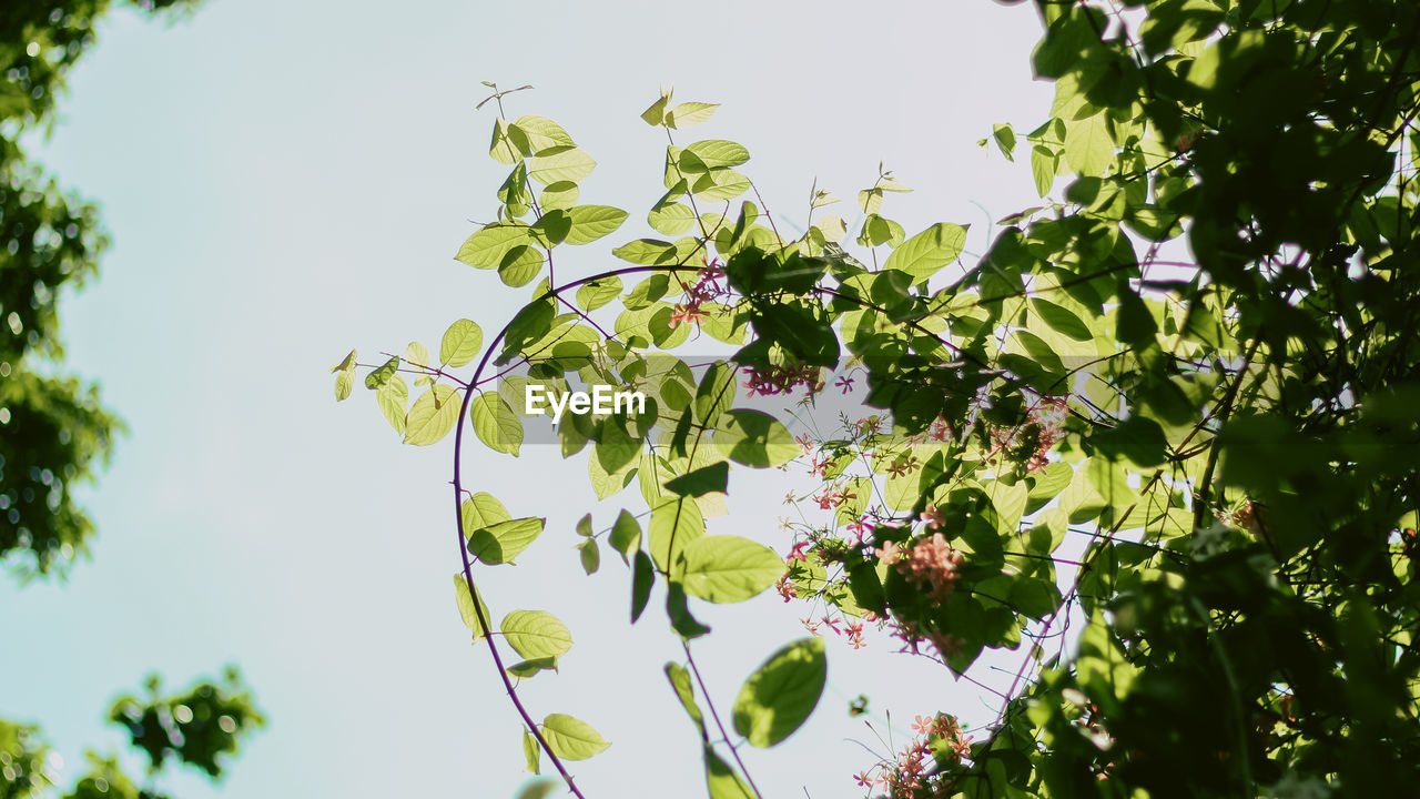 Low angle view of trees