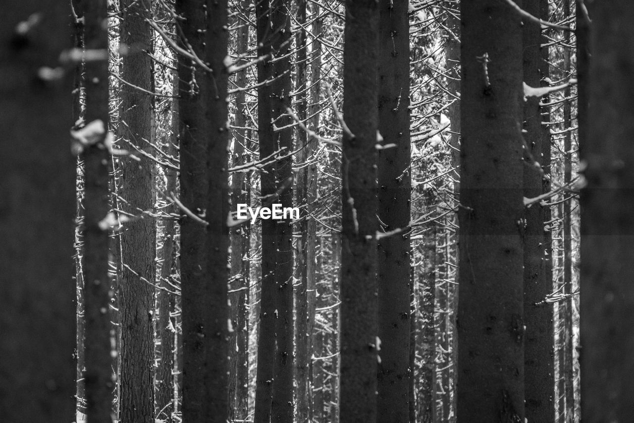 Close-up of frozen tree in forest during winter