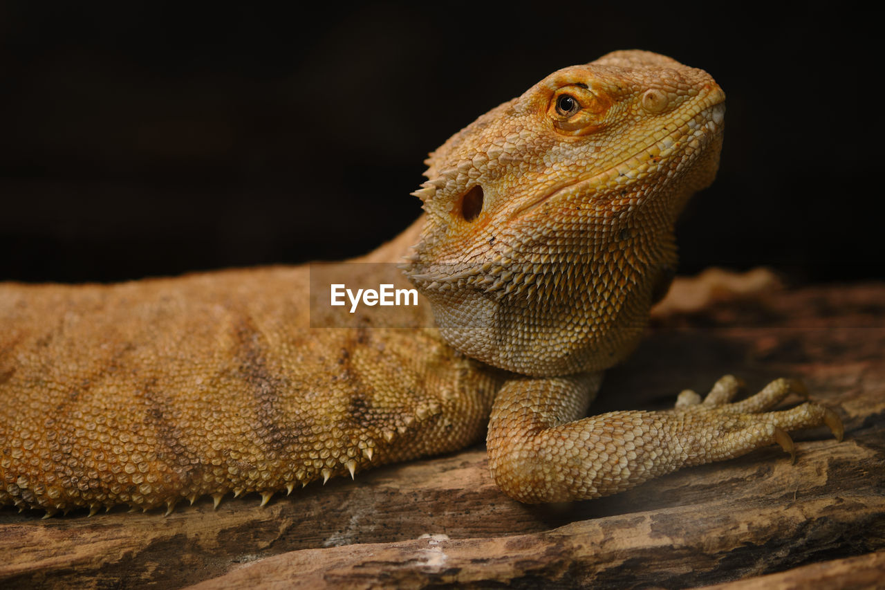 CLOSE-UP OF A LIZARD LOOKING AWAY OUTDOORS