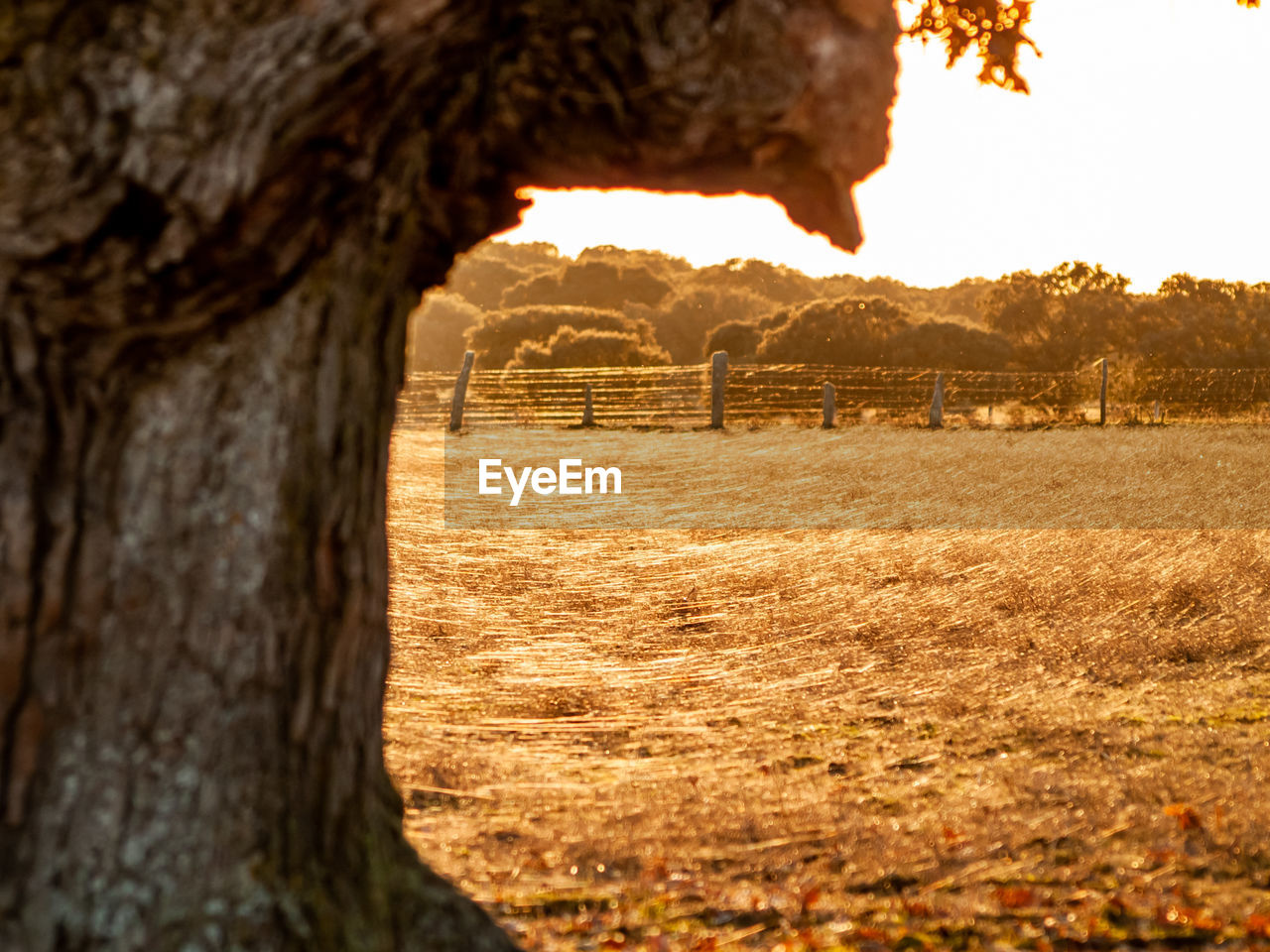 CLOSE-UP OF TREES ON FIELD SEEN THROUGH HOLE