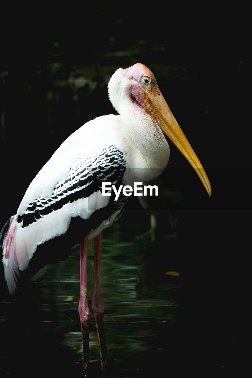 Stork standing in water