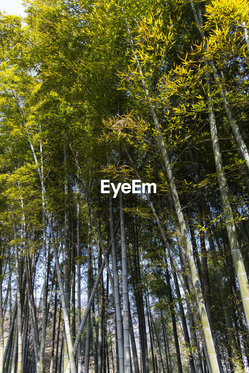 LOW ANGLE VIEW OF TREES IN FOREST