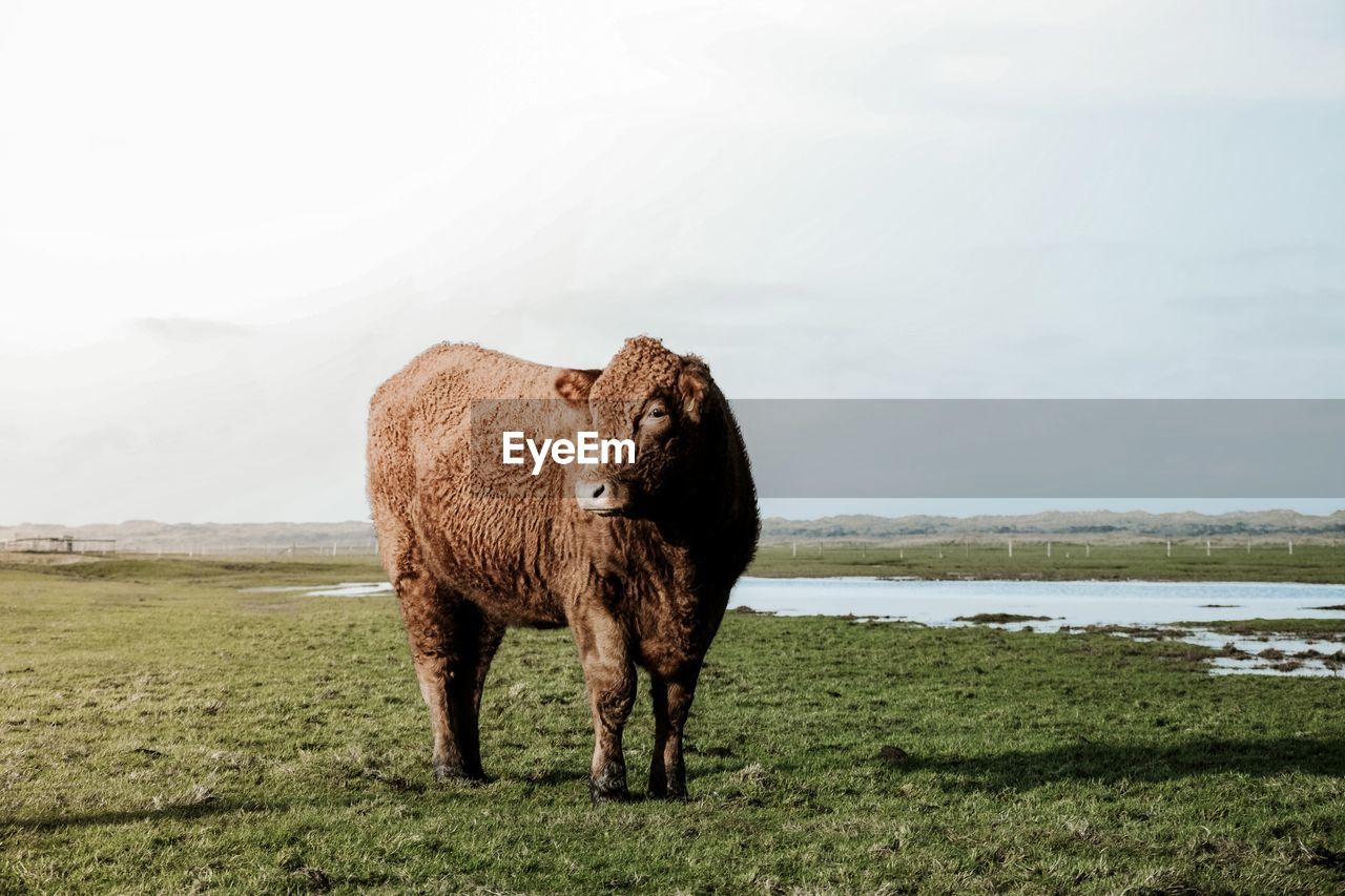 HORSE STANDING ON FIELD