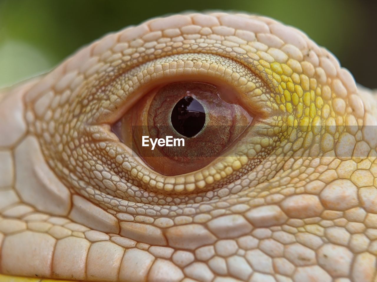 Close-up of a lizard