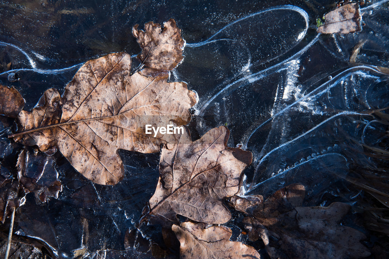 HIGH ANGLE VIEW OF DRY LEAVES ON WATER