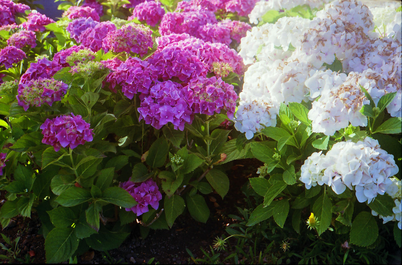 CLOSE-UP OF PINK FLOWERS BLOOMING