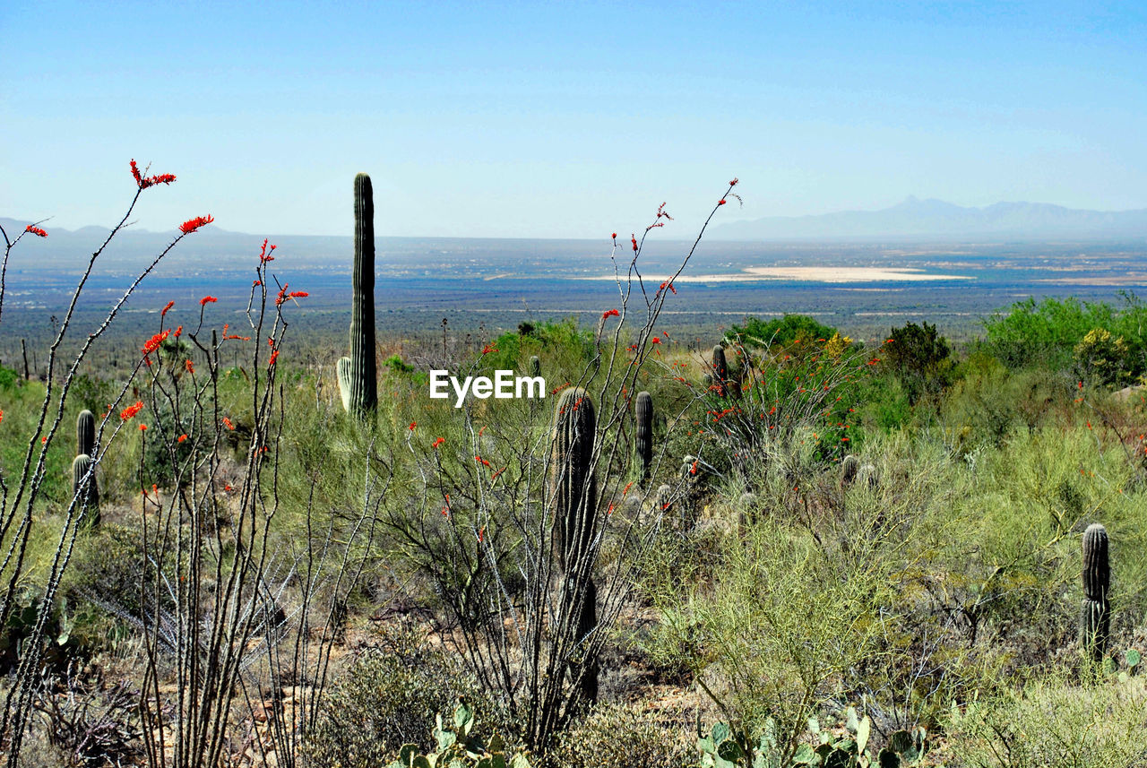 Plants growing by sea against sky