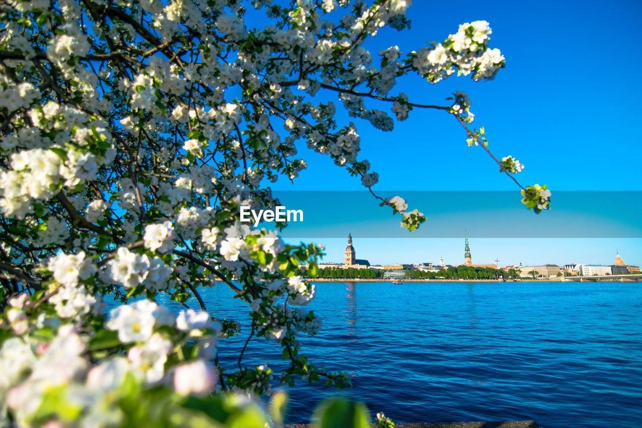 CHERRY BLOSSOM AGAINST BLUE SKY AND TREE