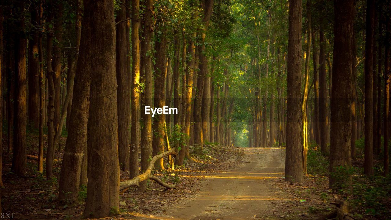 Dirt road amidst trees in forest