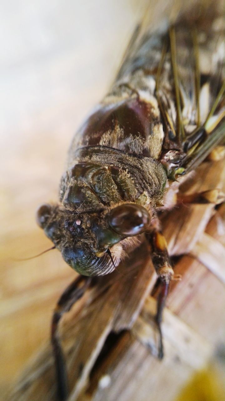 Close-up of cicada on wicker basket