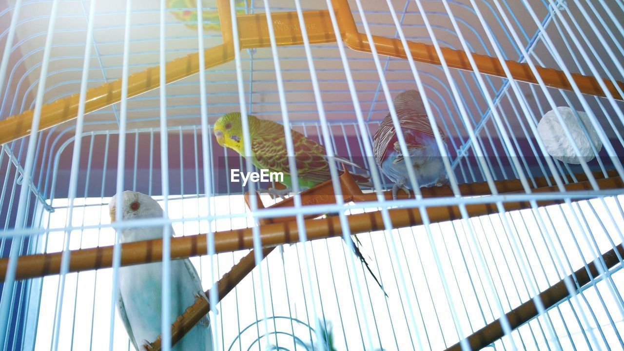 Low angle view of parakeets perching in cage