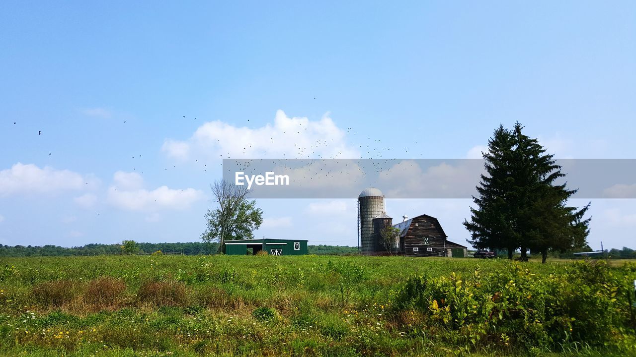 Grass growing on field with barn in background