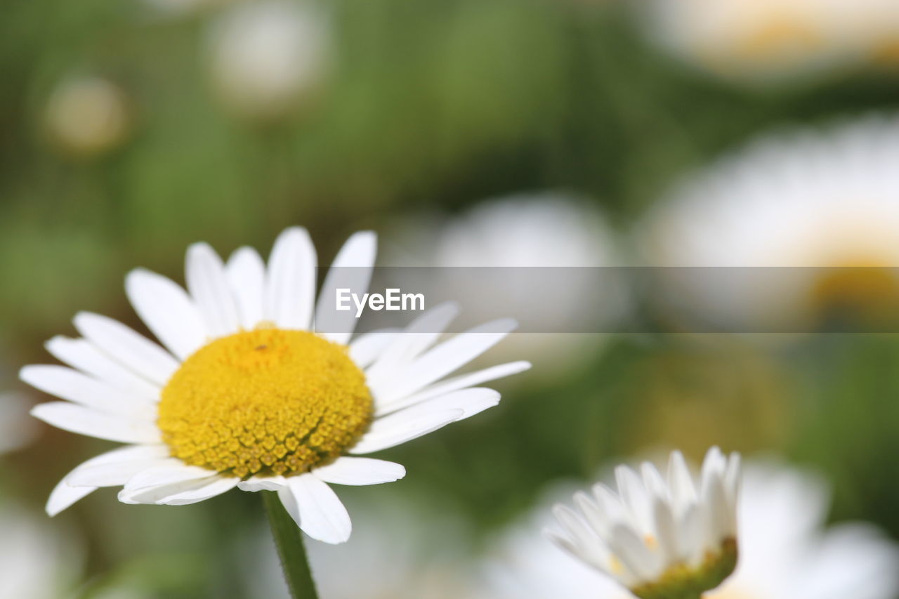 Close-up of white daisy