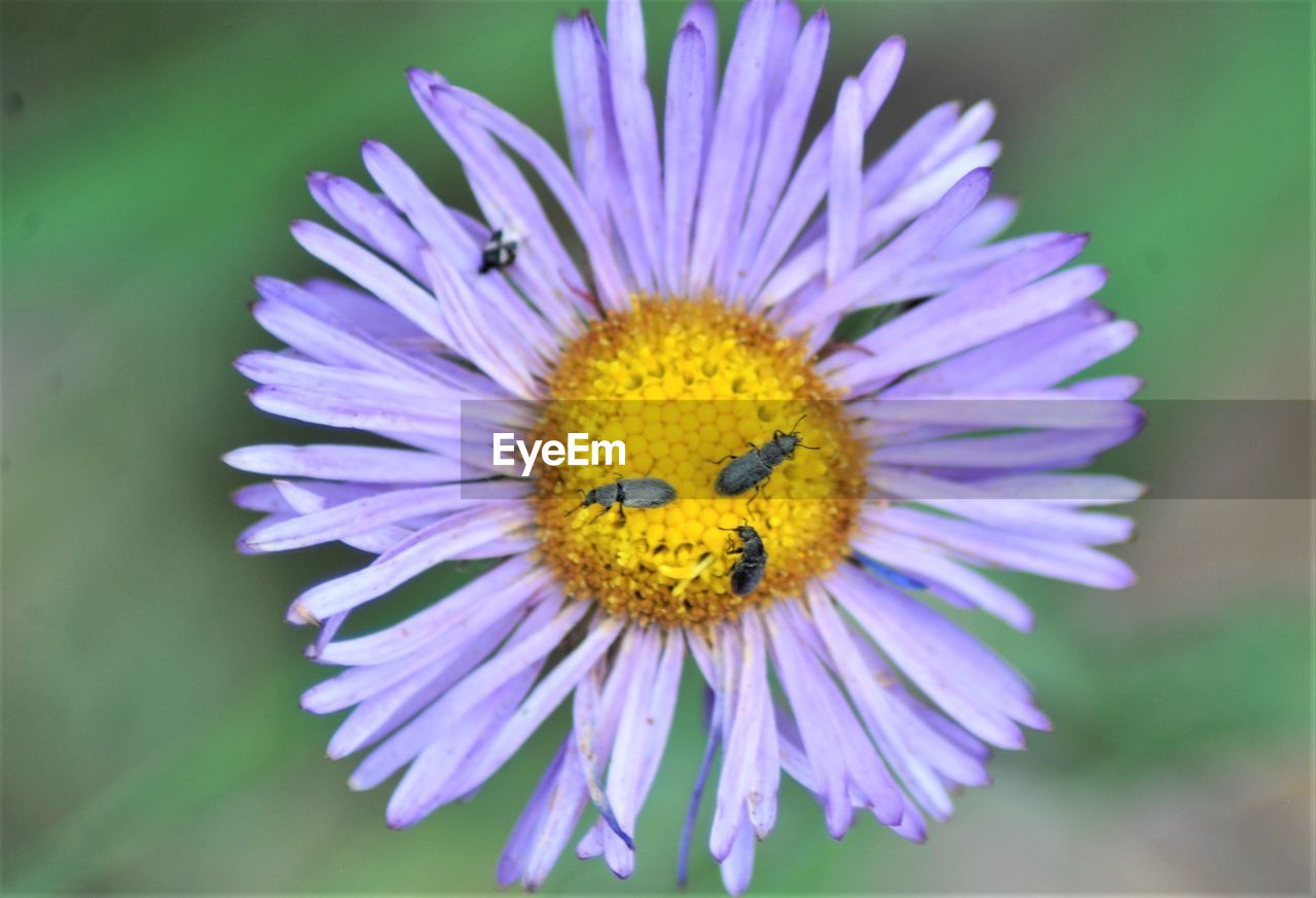 CLOSE UP OF PURPLE FLOWER