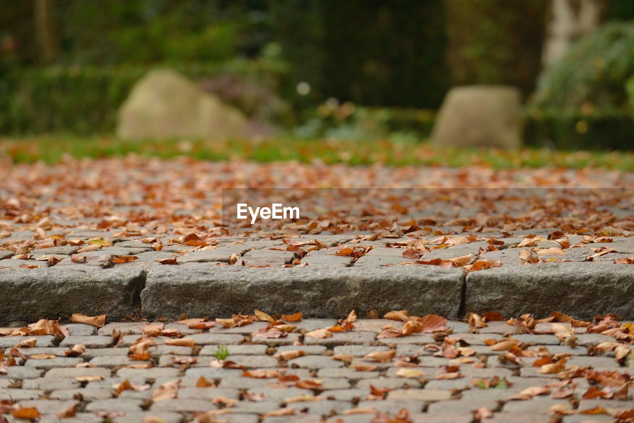 Close-up of autumn leaf on cobblestone 