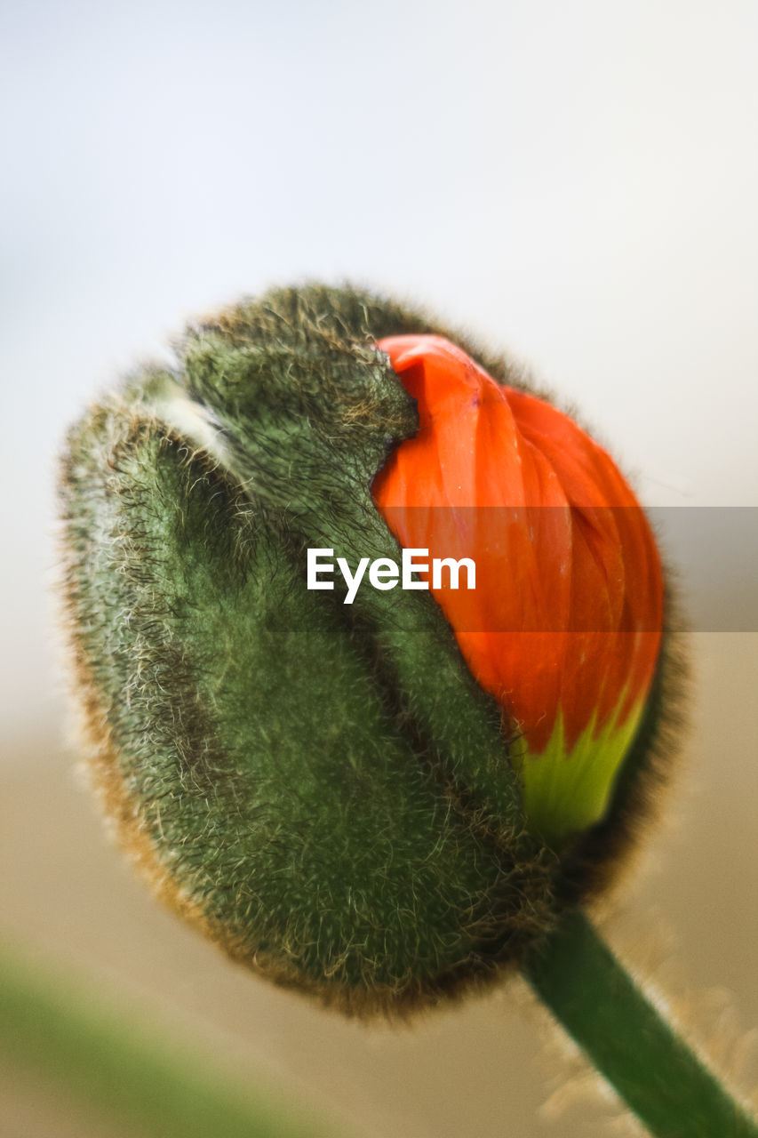 Close-up of poppy flower