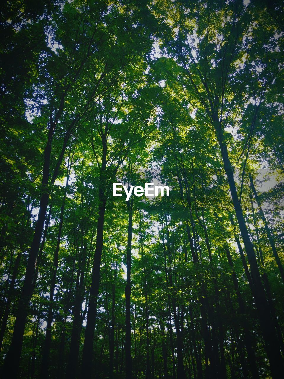 LOW ANGLE VIEW OF TREES IN FOREST