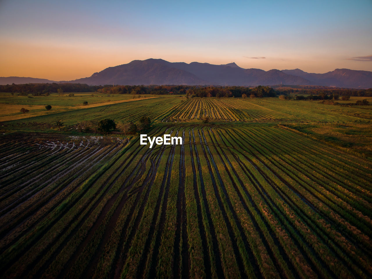 Scenic view of agricultural field against sky