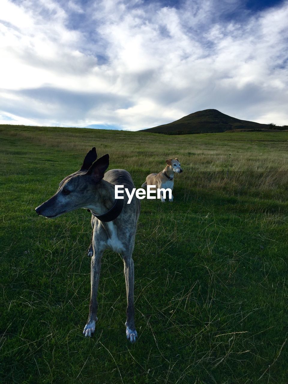 Sheep on field against sky