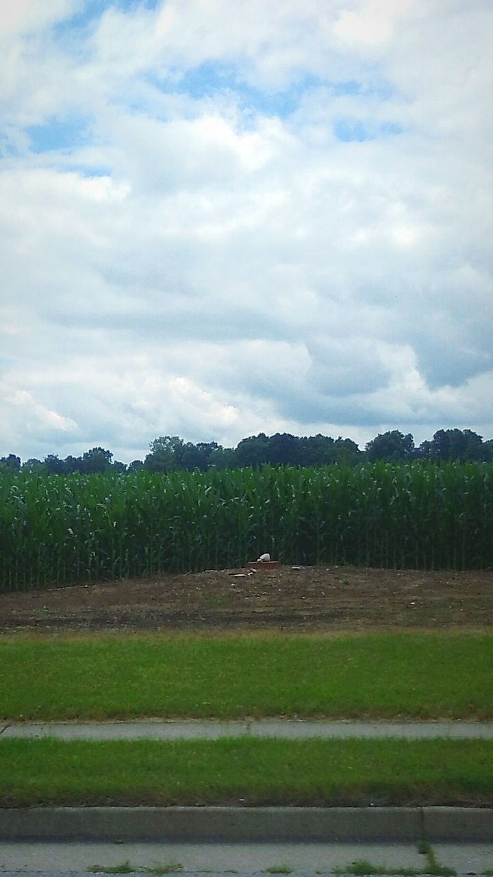 TREES ON FIELD AGAINST CLOUDY SKY