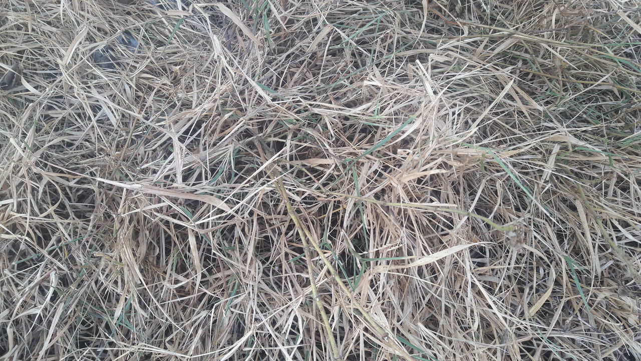 FULL FRAME SHOT OF HAY BALES IN FIELD