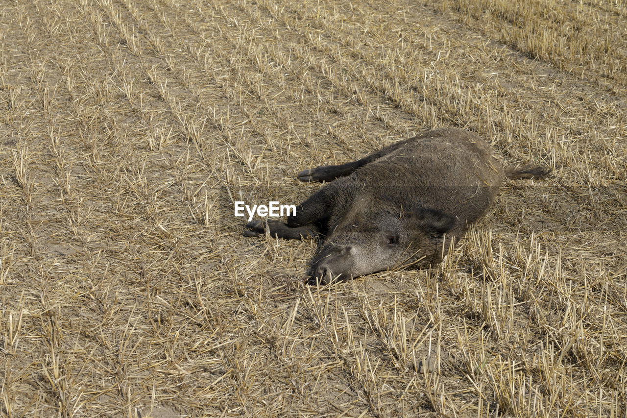 HIGH ANGLE VIEW OF TORTOISE ON FIELD