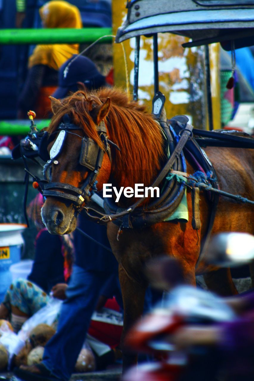 HORSE CART IN A TRAIN