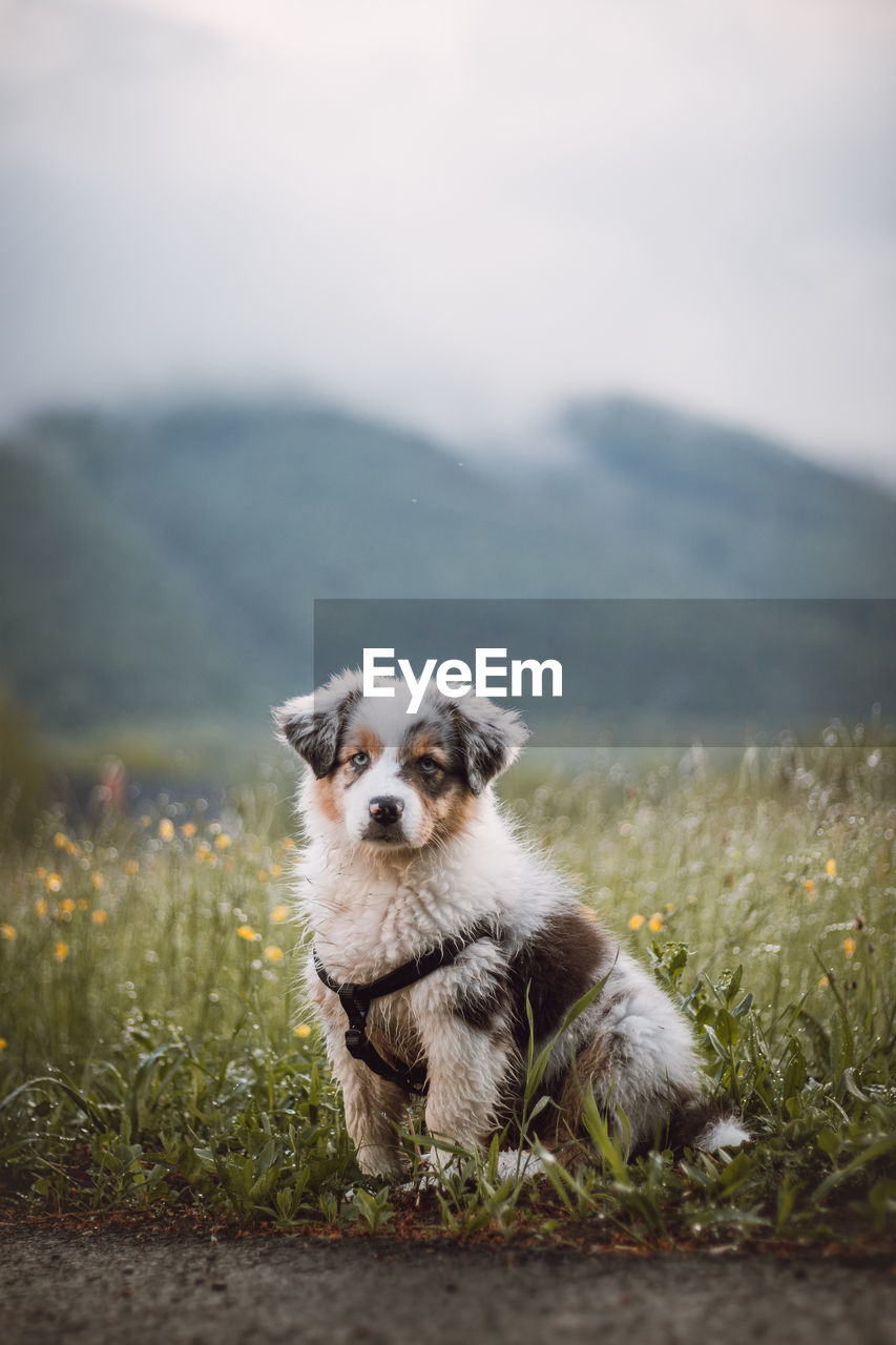 Australian shepherd puppy sits on the side of the road, waiting obediently for his master