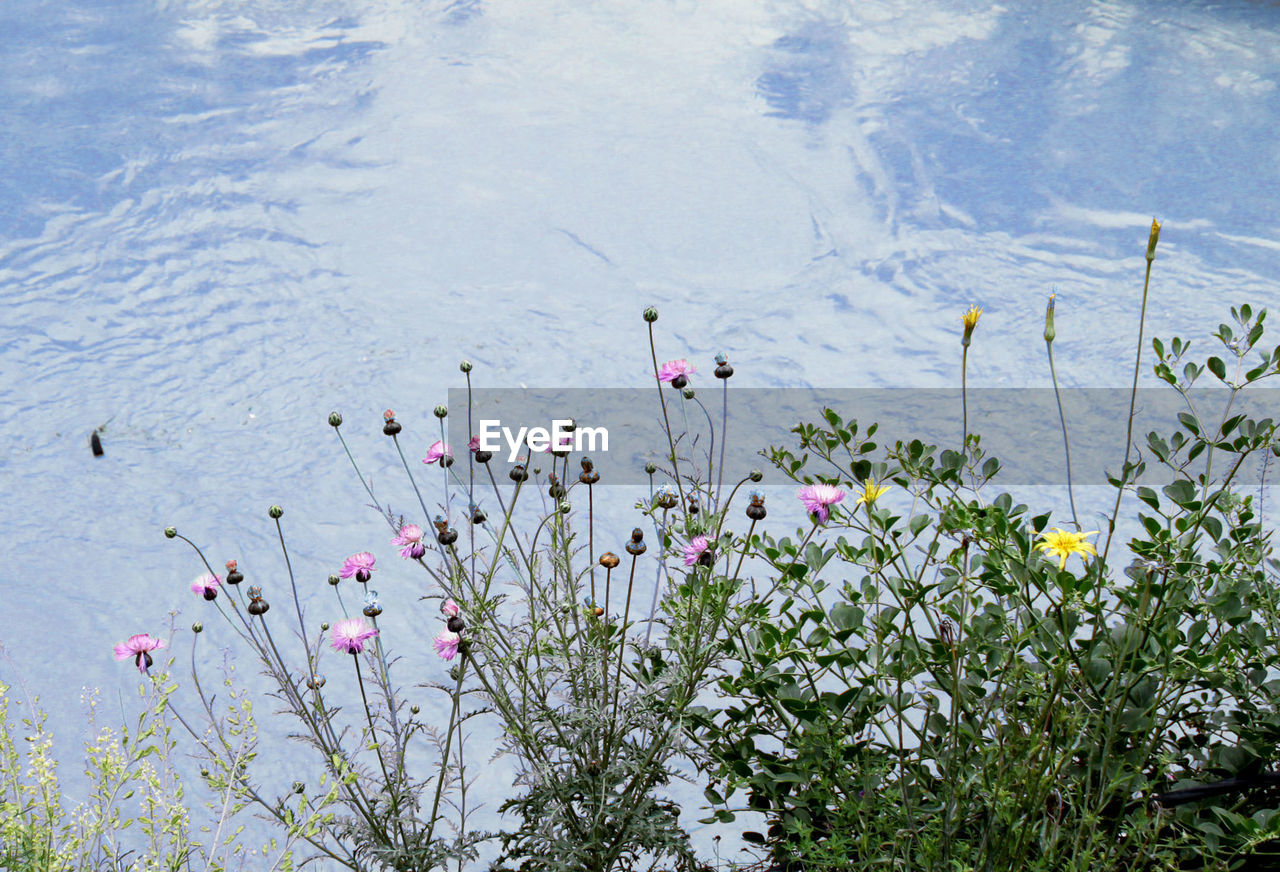 CLOSE-UP OF PLANTS BY LAKE