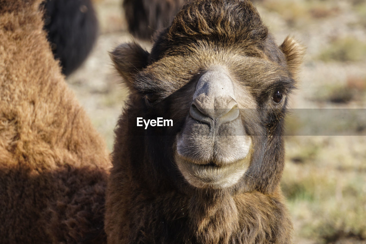 Wild camel at grassland in kyrgyzstan