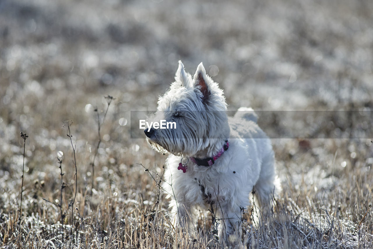 West highland white terrier on field