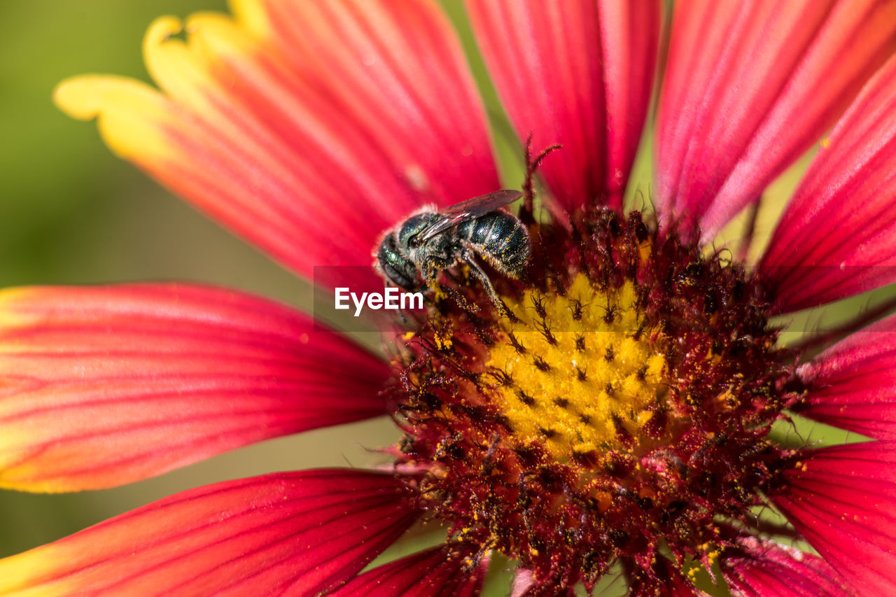 High angle view of honey bee pollinating on flower