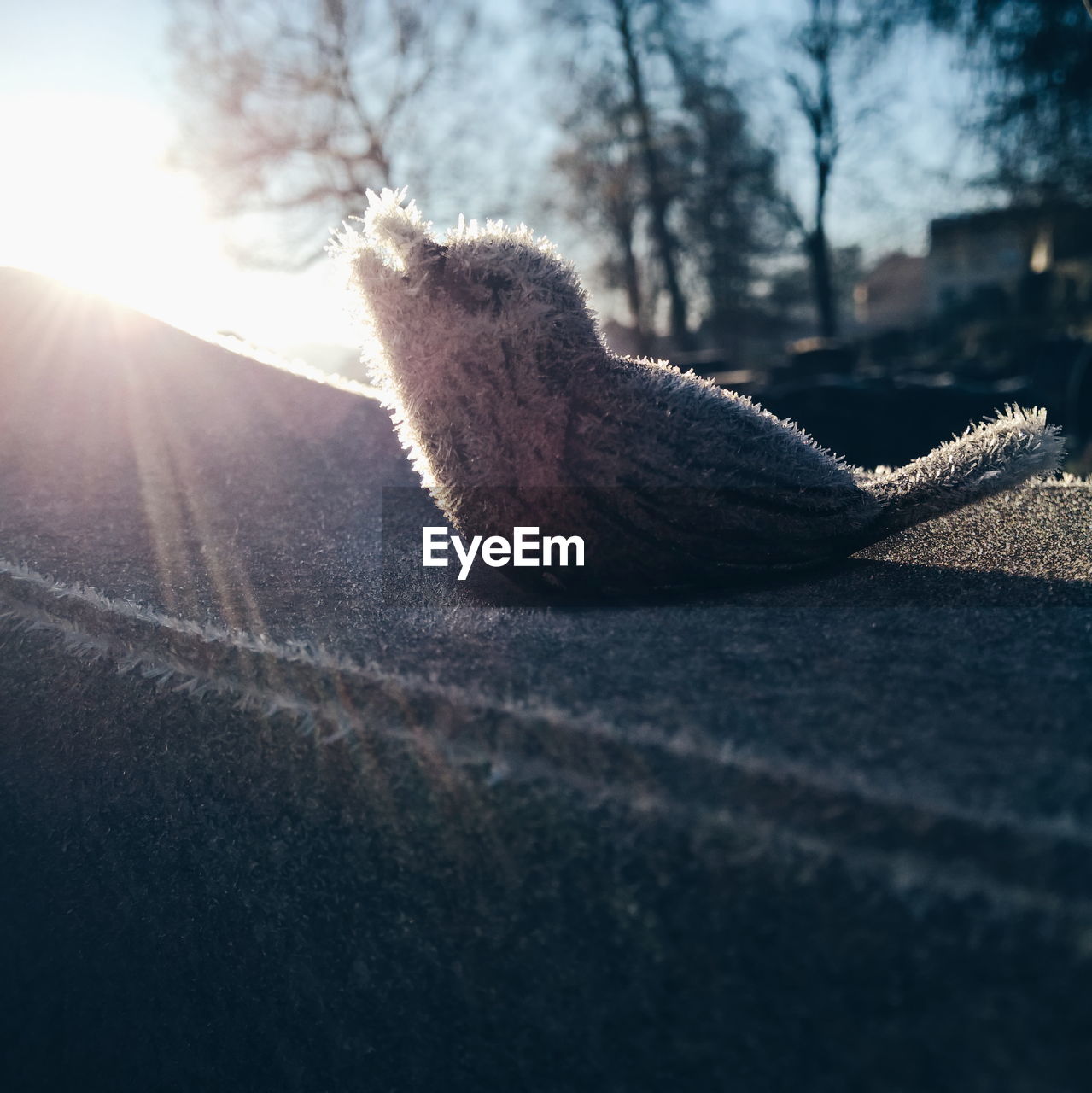 Close-up side view of frozen bird