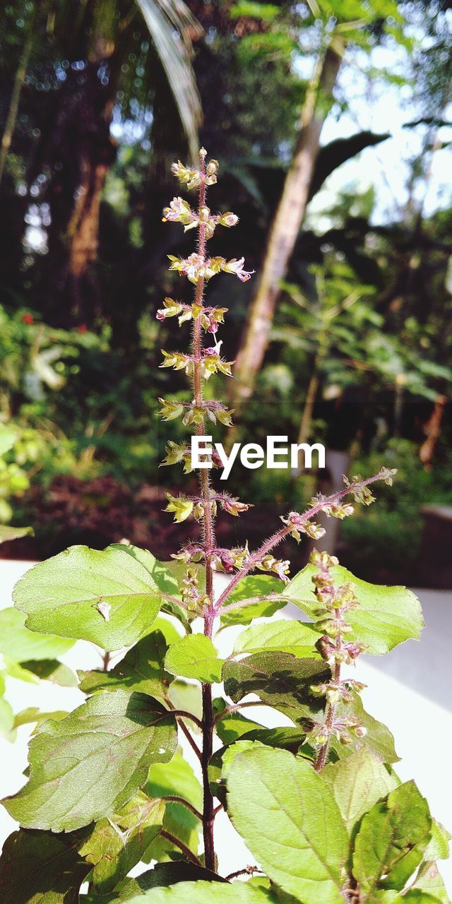 CLOSE-UP OF GREEN LEAVES ON PLANTS