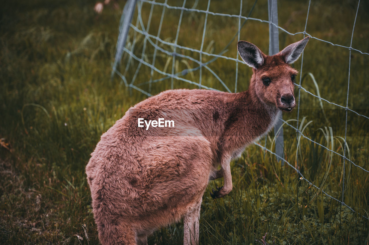 Deer in a field