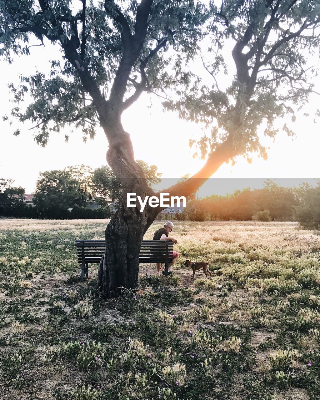 Man sitting by dog on field during sunset