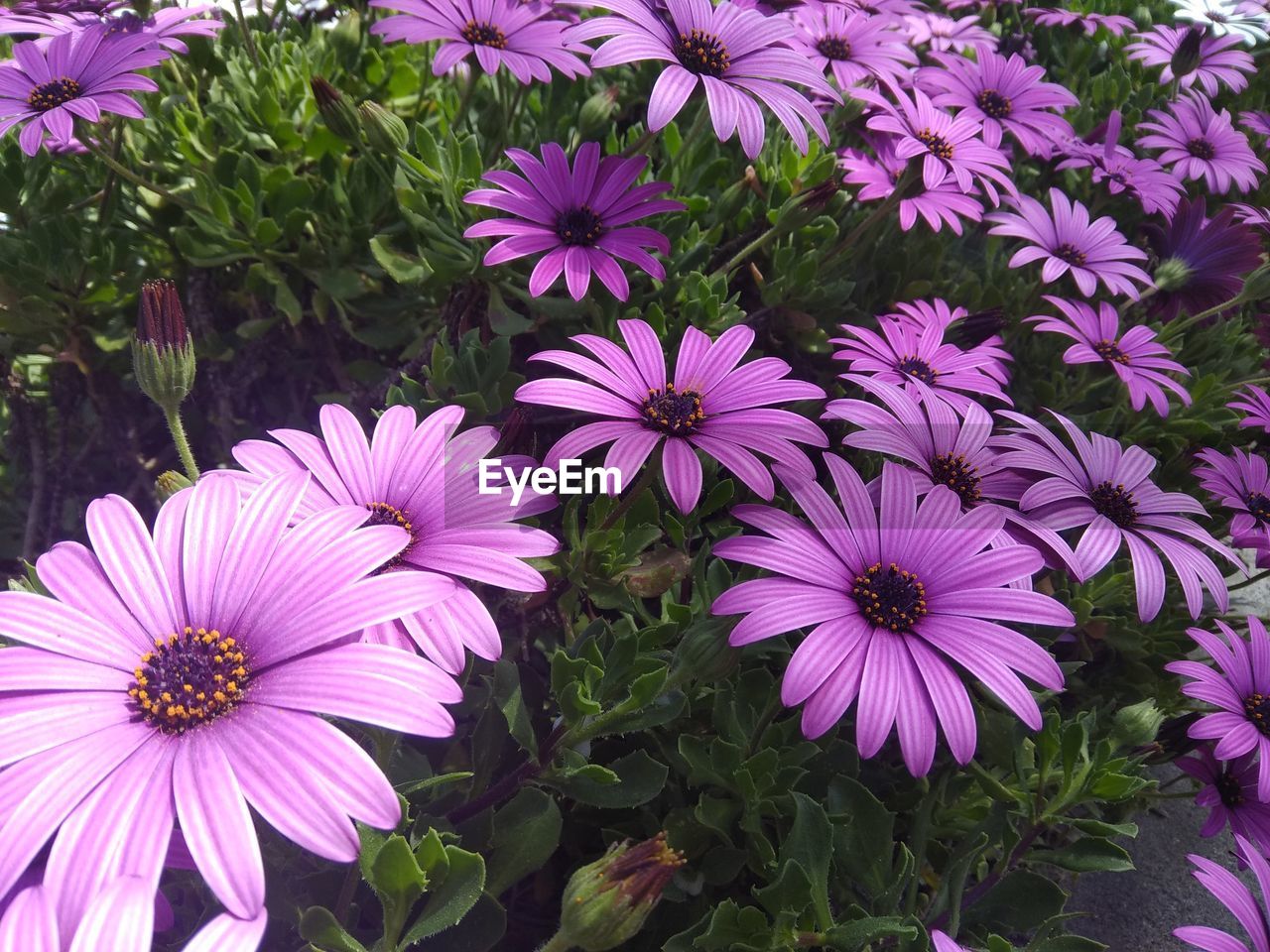 CLOSE-UP OF PINK FLOWERS