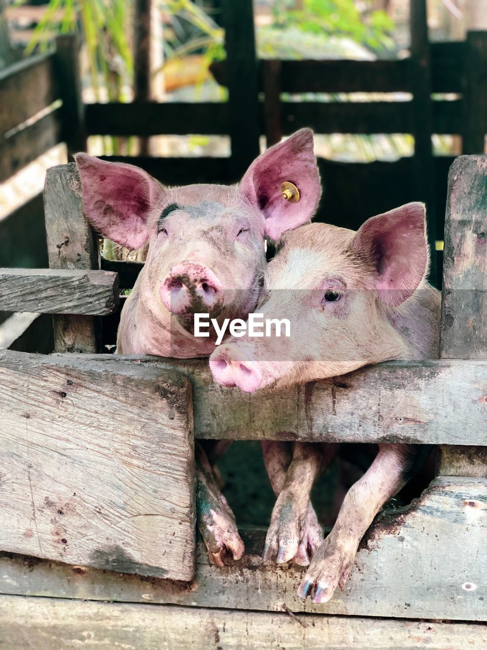 Portrait of two smiley cute piglets