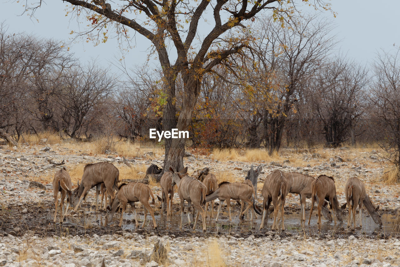Deer drinking water from pond at forest